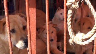 [다큐]죽음으로 내몰린 10만마리의 강아지들_유기견 -the poor abandoned dog