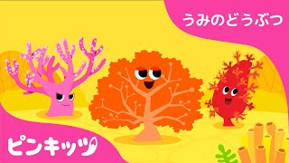 サンゴ | うみのどうぶつ | どうぶつのうた | 楽しく学ぼう！ | 知育動画 | ピンキッツ!