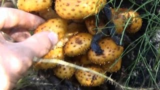 Чешуйчатка гриб съедобный / чешуйчатка встречается вместе с опятами