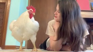 This chicken is a dog from the future