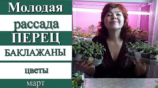 РАССАДА ПОДРОСЛА. ЧТО ДЕЛАТЬ ДАЛЬШЕ? СЕЗОН 2019