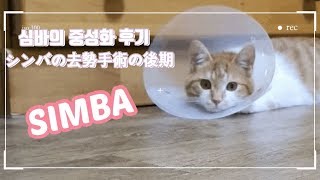 고양이 중성화 후기!!猫の去勢手術の後期！