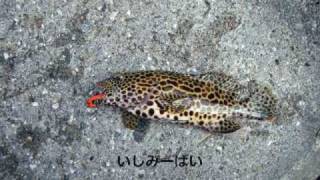 宮古島ルアー釣り20090207-11