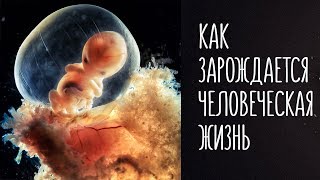 Беременность. Как зарождается ребенок? Фантастика.