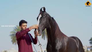 Marwari Horse I Stallion ****SHAAN**** I Mann Horse Photography