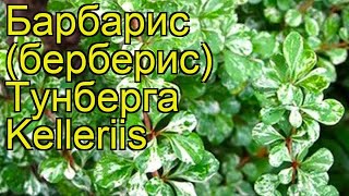 Барбарис тунберга Келлерис. Краткий обзор, описание характеристик berberis thunbergii Kelleriis