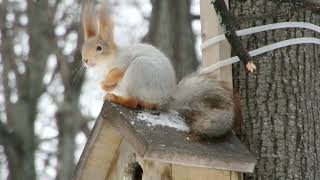 Белка хочет жить в скворечнике / Squirrel wants to live in a birdhouse