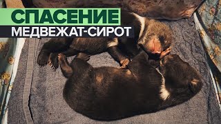 «Аппетит пока плохой»: в Тверской области выхаживают медвежат-сирот