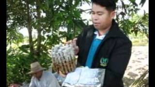เทคนิคการตัดท่อนมันสำปะหลัง