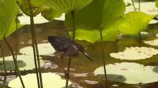 Зеленая кваква (Butorides striatus) ловит рыбку