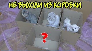 КТО ПОСЛЕДНИЙ ВЫЙДЕТ ИЗ КОРОБКИ, ПОЛУЧИТ 50.000 РУБЛЕЙ