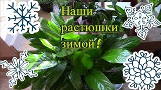 Как ухаживать за растениями зимой?  Важно знать, что нужно растениям!