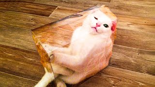 ЛЮБОПЫТНЫЕ КОТЫ ЛЕЗУТ В КАЖДУЮ ДЫРКУ