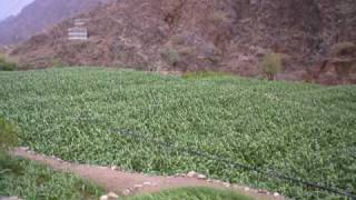 صور من وادي حطيب يافع yafea