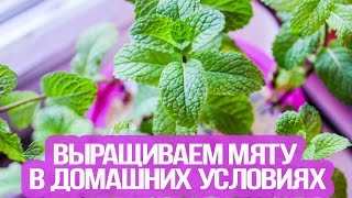 Как вырастить мяту на подоконнике