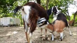 Adult goat nursing adult daughter