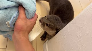 こぼした水を拭くためにカワウソに手伝ってもらった An otter helped me to wipe up the spilled water.
