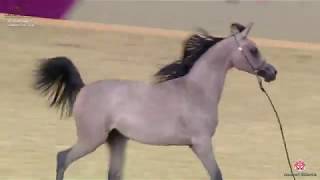N 137 SHEERAZ AL SHAQAB   29th Qatar Intl A H  Show 2020   Yearling Fillies Class 7C