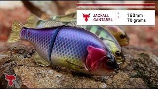 Jackall Australia Gantarel & Chibitarel swimbaits