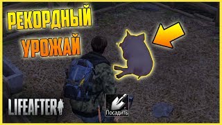 КАК ПОЛУЧИТЬ РЕКОРДНЫЙ УРОЖАЙ С ДУБА,ЖИВОТНЫХ,РУДЫ В  LifeAfter Night falls
