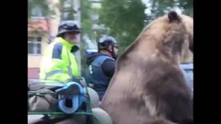 uBear - Russian Uber Service