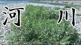 河川風水槽　 2　～アクアリウム・Aquarium ・ Aquascape～