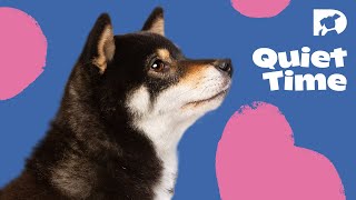 DOGTV Relaxation: another song composed by Andrew Dost