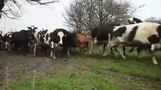 Коровы танцуют Cow dance