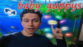 Baby Guppies!! RAW FOOTAGE GIVING BIRTH