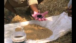 Seed Treatment In Wheat By Tricoderma Viredi And Azetobector and its Benefits , ASA MP