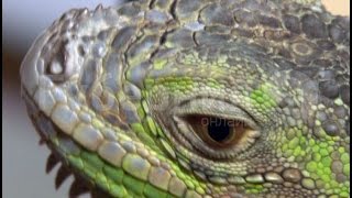 Замерзающую на чужом балконе игуану спасла жительница Хабаровска.MestoproTV