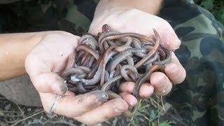 Добыча червей электрическим током