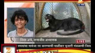 Black Lepord In Ratnagiri