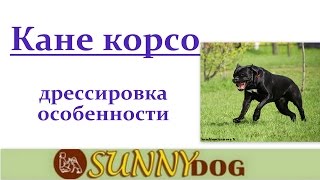 кане корсо особенности породы воспитание кане корсо характер кане корсо