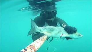 Alessandro Mastrobuoni sporasub sp1 hf95 omer cefalo pescasub