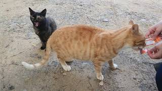 [길냥이덕후]진격의 치즈냥이, 질주하는 거대치즈냥