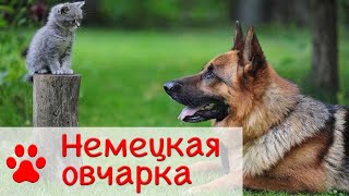 Немецкая овчарка - дрессировка, уход | Все о породе