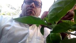 CRUZAMENTO DE PIMENTAS, Pimenta Bode x Pimentão