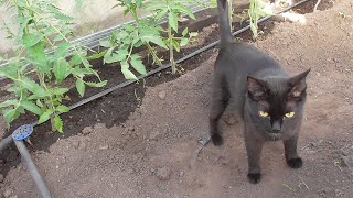 СДЕЛАЛИ КАПЕЛЬНЫЙ ПОЛИВ В УРАЛЬСКУЮ ТЕПЛИЦУ. 