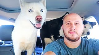 Huskies Reacts to Car Wash!