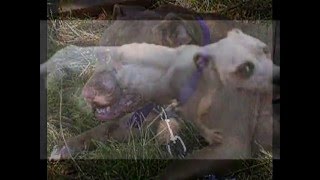 The Awful Reality: Pitbull Fighting & Animal Abuse