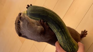 ツチノコみたいな太長いカボチャもカワウソそっくりだった！ The long pumpkins looked just like otters!