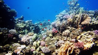 Подводный мир Эль Нидо \ тур по островам "А" | Филиппины, серия 5