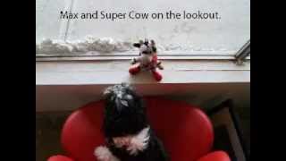 Super Cow