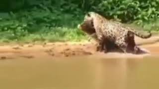Видео для инстаграм - Приколы - Охота ягуара на алигатора