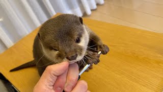 最近ソファにばっかいるカワウソに寂しいので近づいた結果… I recently approach the otter on the couch because I missed her...