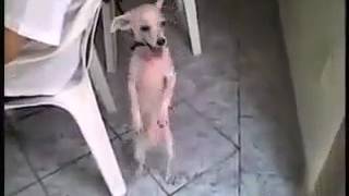 Holi dance of dog jogira saararararara