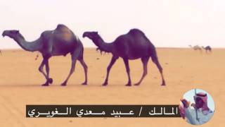 منقية الشيخ / عبيد معدي الغويري | مونتاج علي الدلبحي |