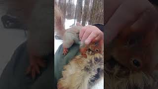 Ещё про Ушастика и воротник / More about Ushastik and the collar