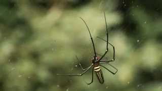 Spider family Nephila pilipes. Sunwhell.ru